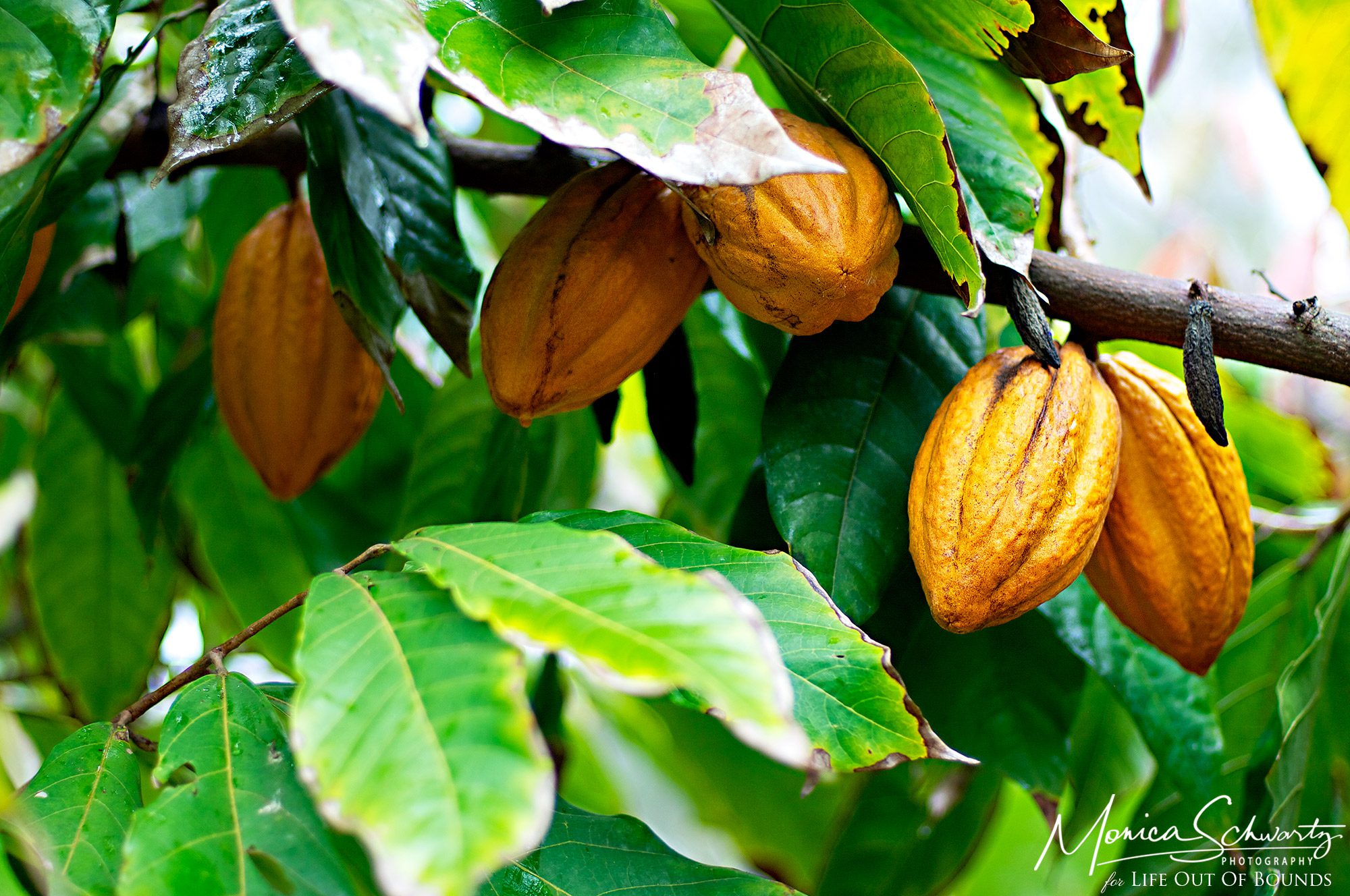 Cacao-trees-growing-at-Kahuku-Farms-North-Shore-Oahu-Hawaii