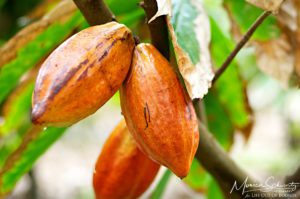 Cacao-trees-growing-at-Kahuku-Farms-North-Shore-Oahu-Hawaii