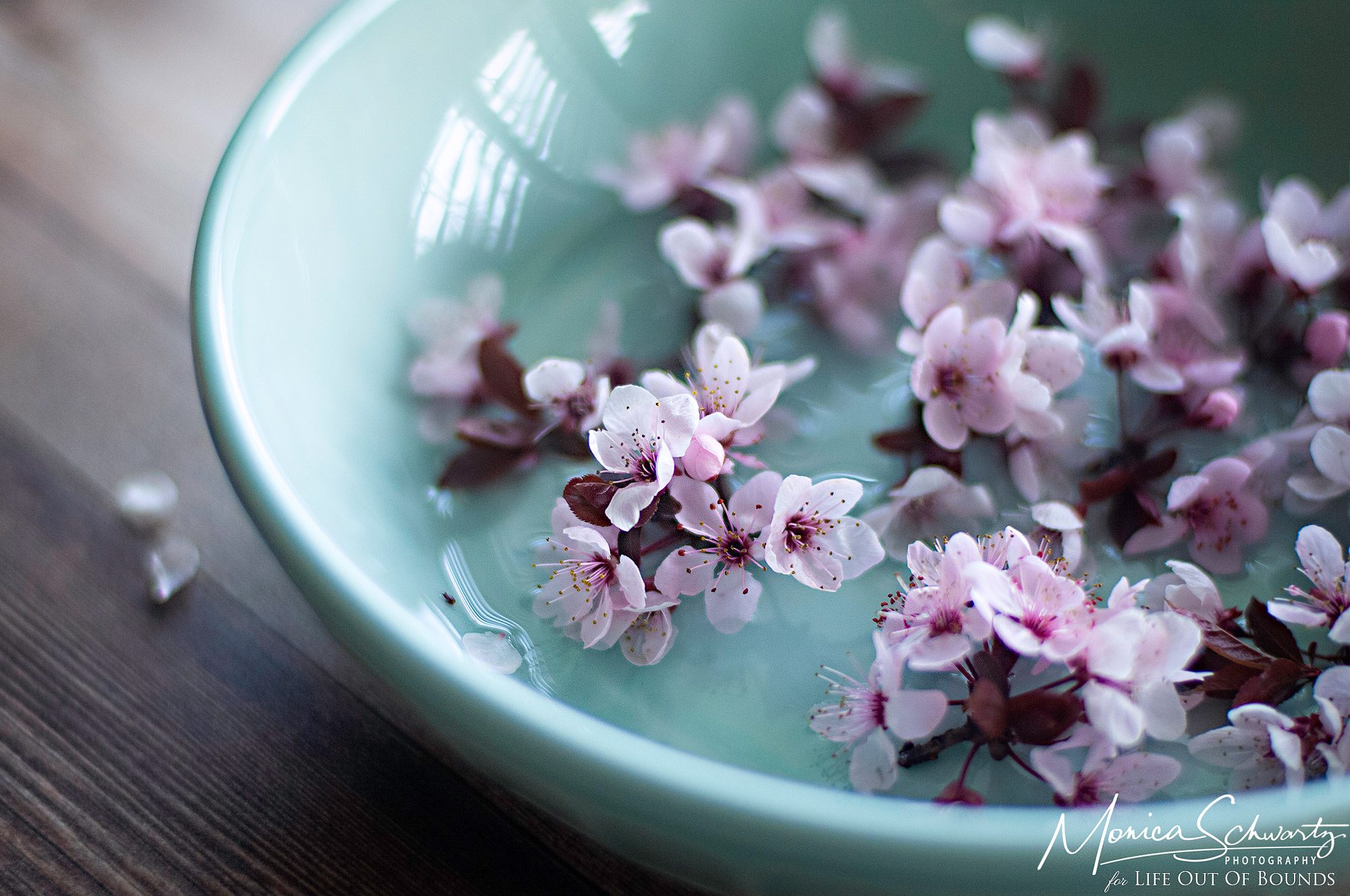 Lovely-and-delicate-pink-spring-blossoms-in-a-blue-bowl-still-life