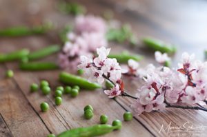 Pink-spring-blossoms-and-fresh-spring-peas-still-life
