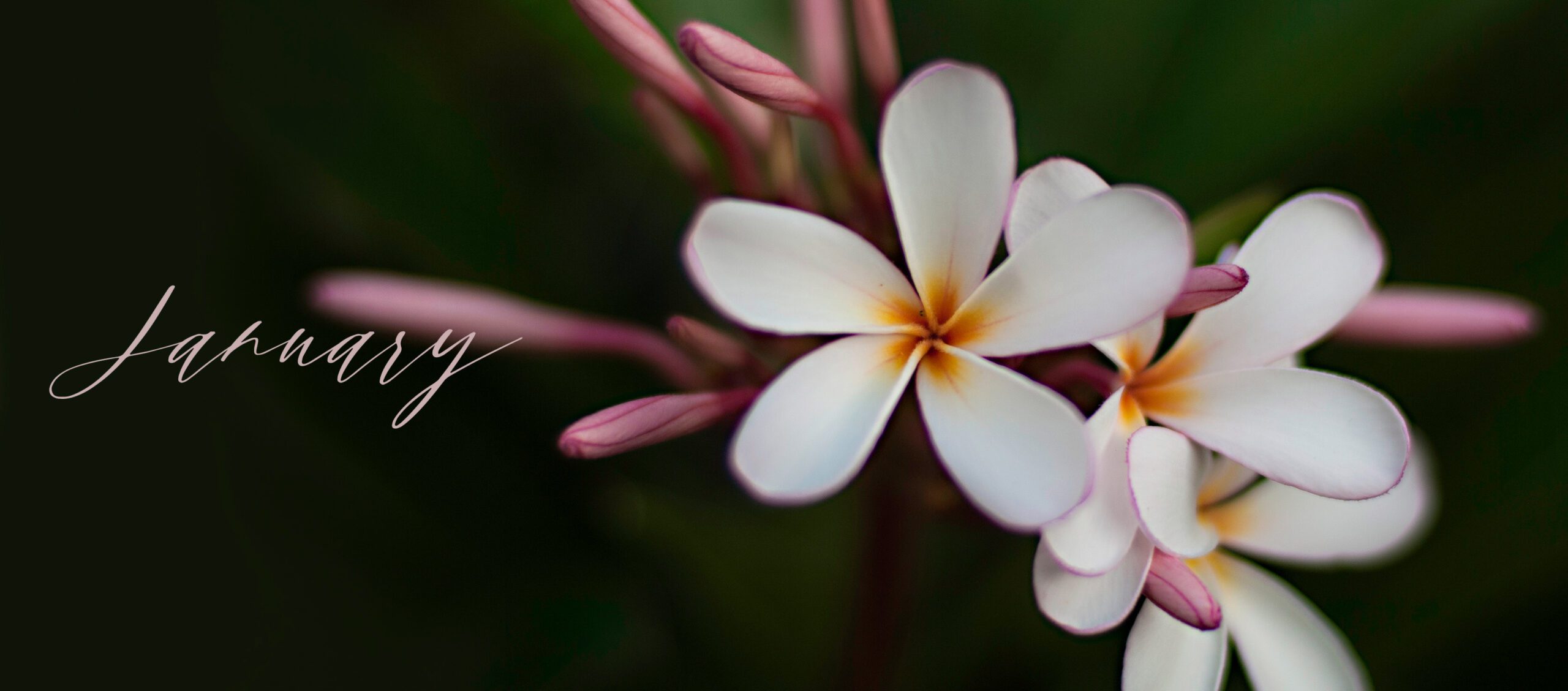 The-gentle-purity-of-Hawaiian-Plumeria-blossoms-for-this-January-2023-masthead-image