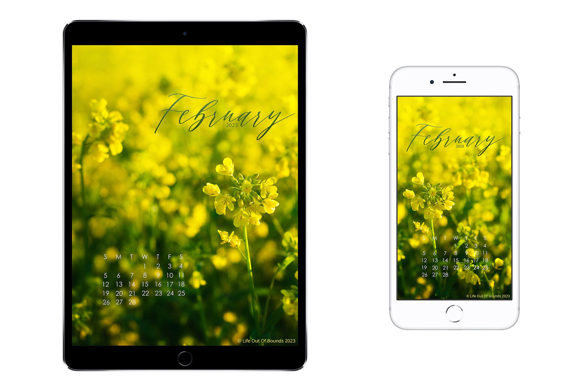 February-23-free-calendar-wallpaper-for-iPad-tablet-iPhone-smartphone-featuring-wild-mustard-in-a-Napa-Valley-Vineyard