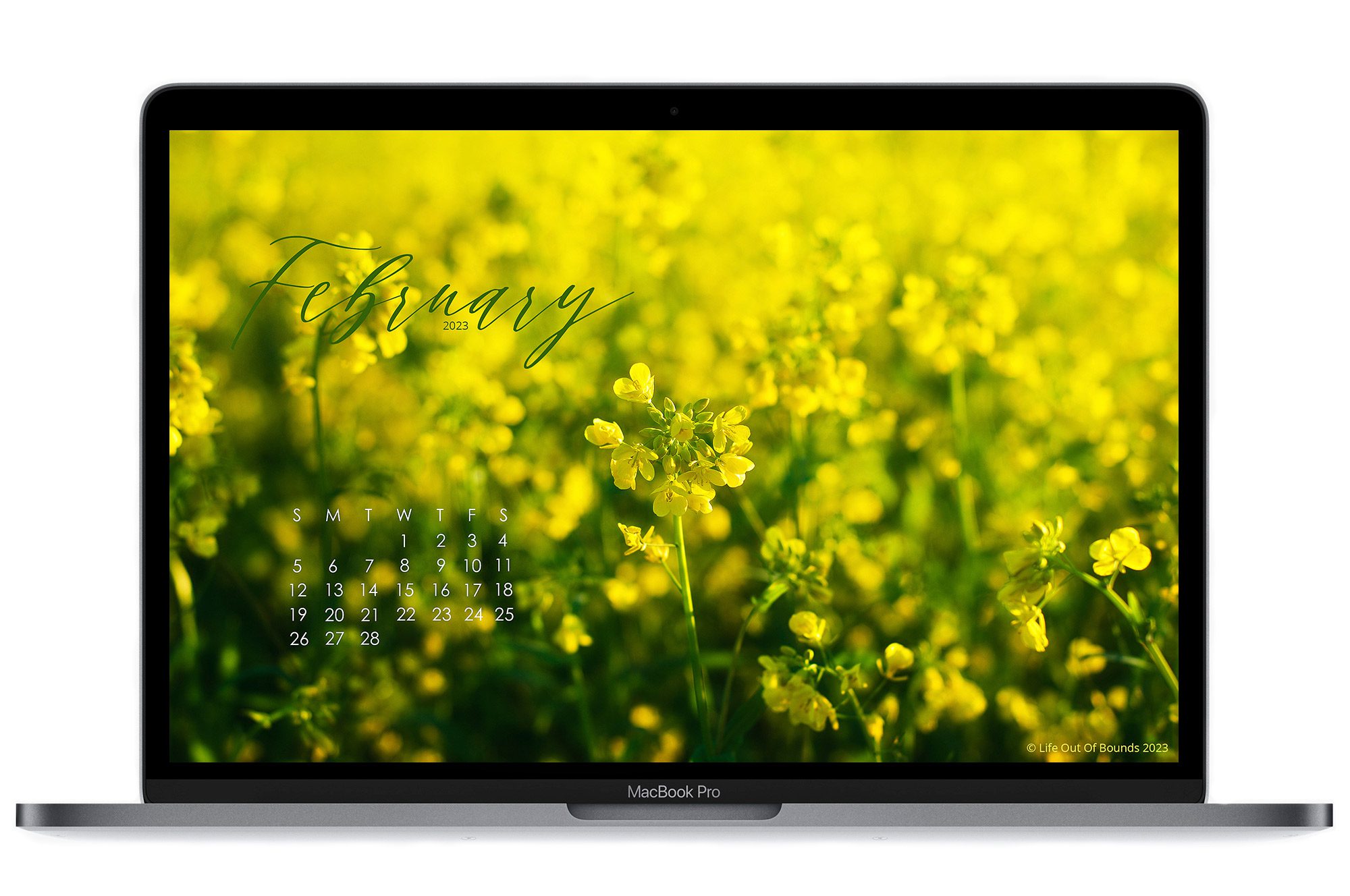February-23-free-calendar-wallpaper-for-laptop-desktop-featuring-wild-mustard-in-a-Napa-Valley-Vineyard