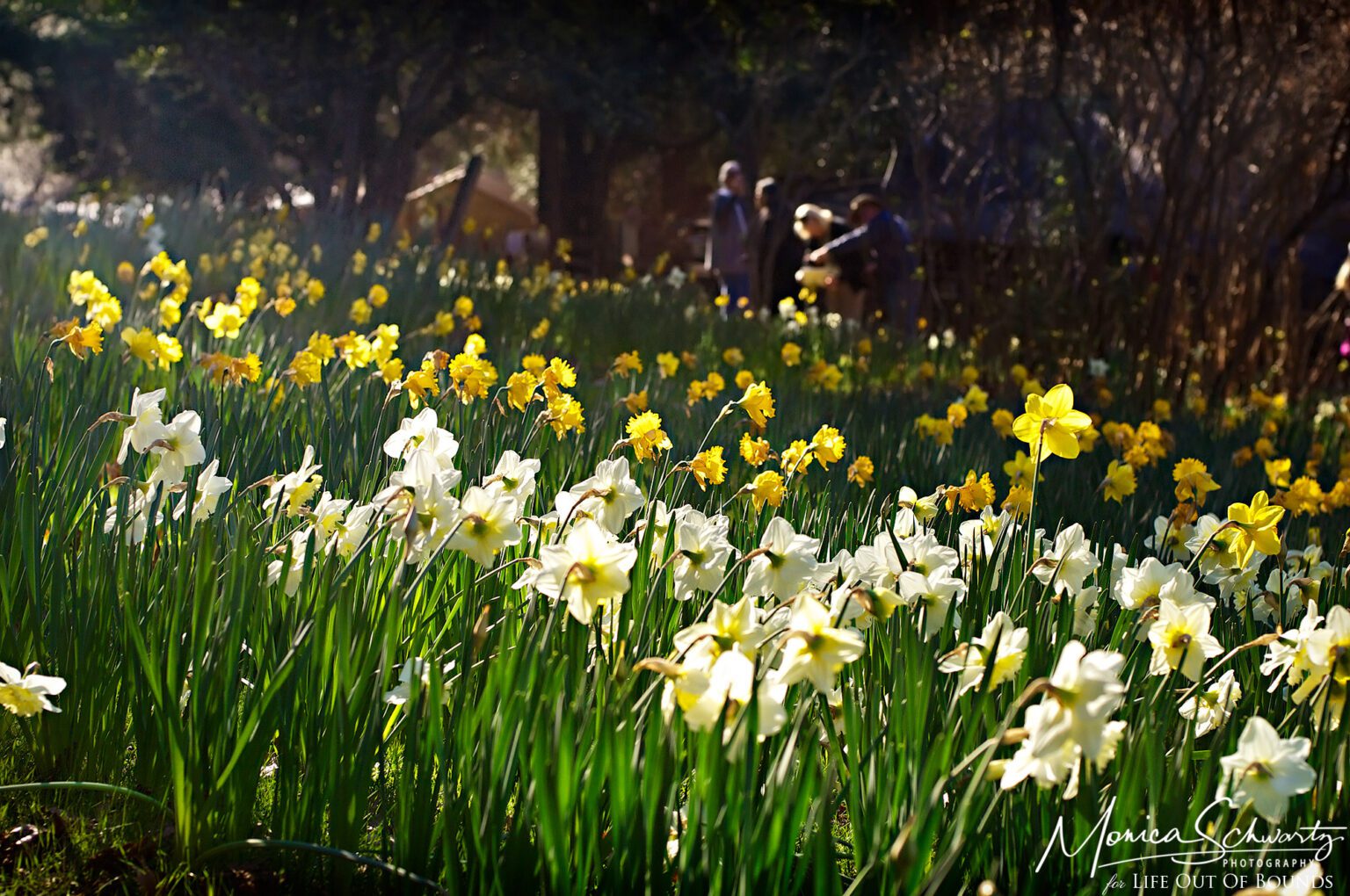 Prelude to Spring at McLaughlin’s Daffodil Hill Volcano, California Life Out of Bounds