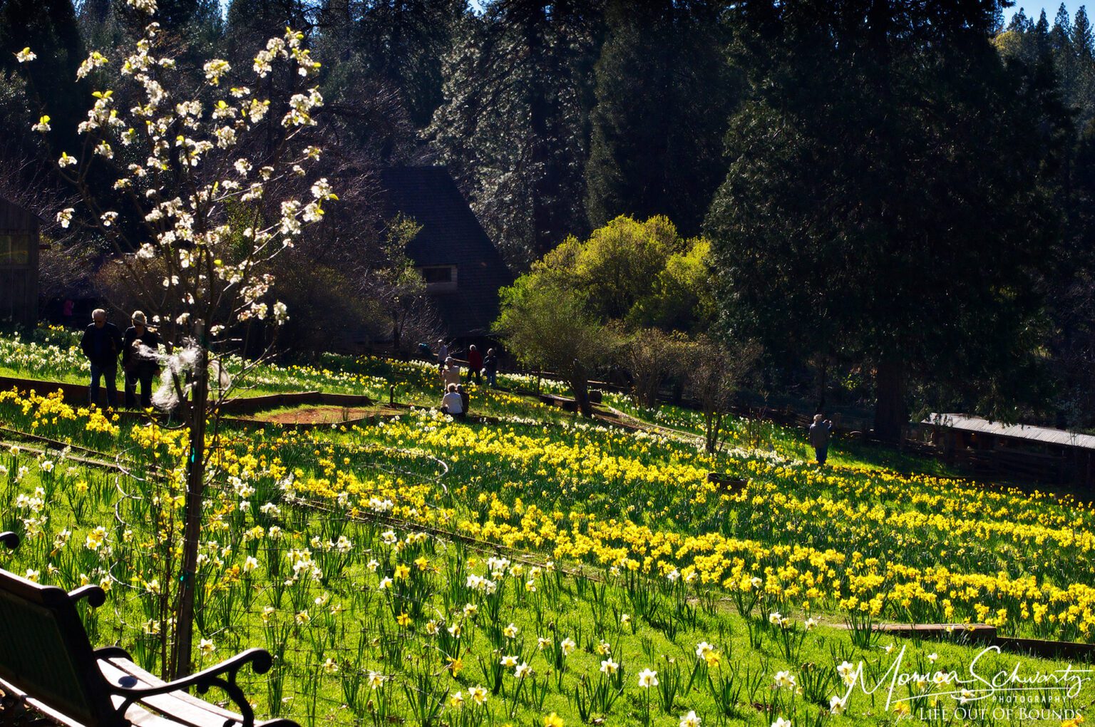 Prelude to Spring at McLaughlin’s Daffodil Hill Volcano, California Life Out of Bounds