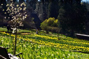 Daffodils-in-full-bloom-at-McLaughlins-Daffodil-Hill-Volcano-California