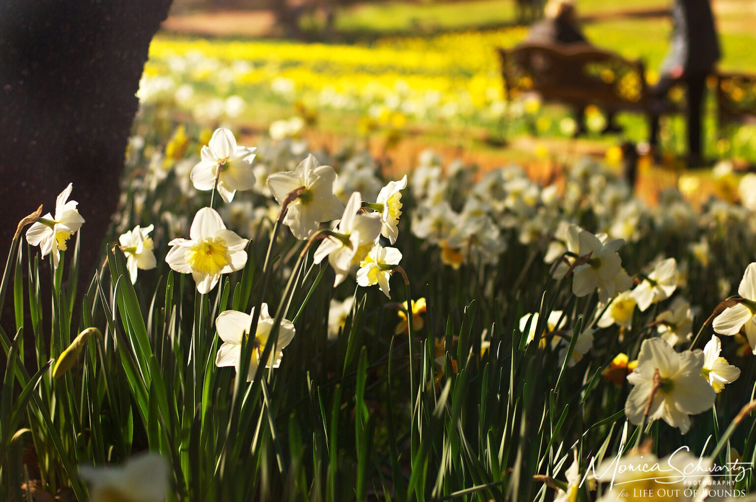 Prelude to Spring at McLaughlin’s Daffodil Hill Volcano, California Life Out of Bounds