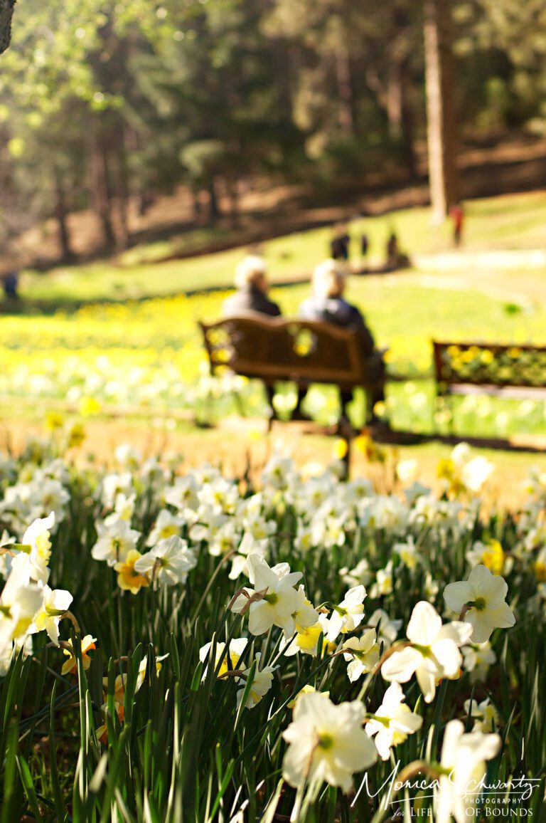 Prelude to Spring at McLaughlin’s Daffodil Hill Volcano, California