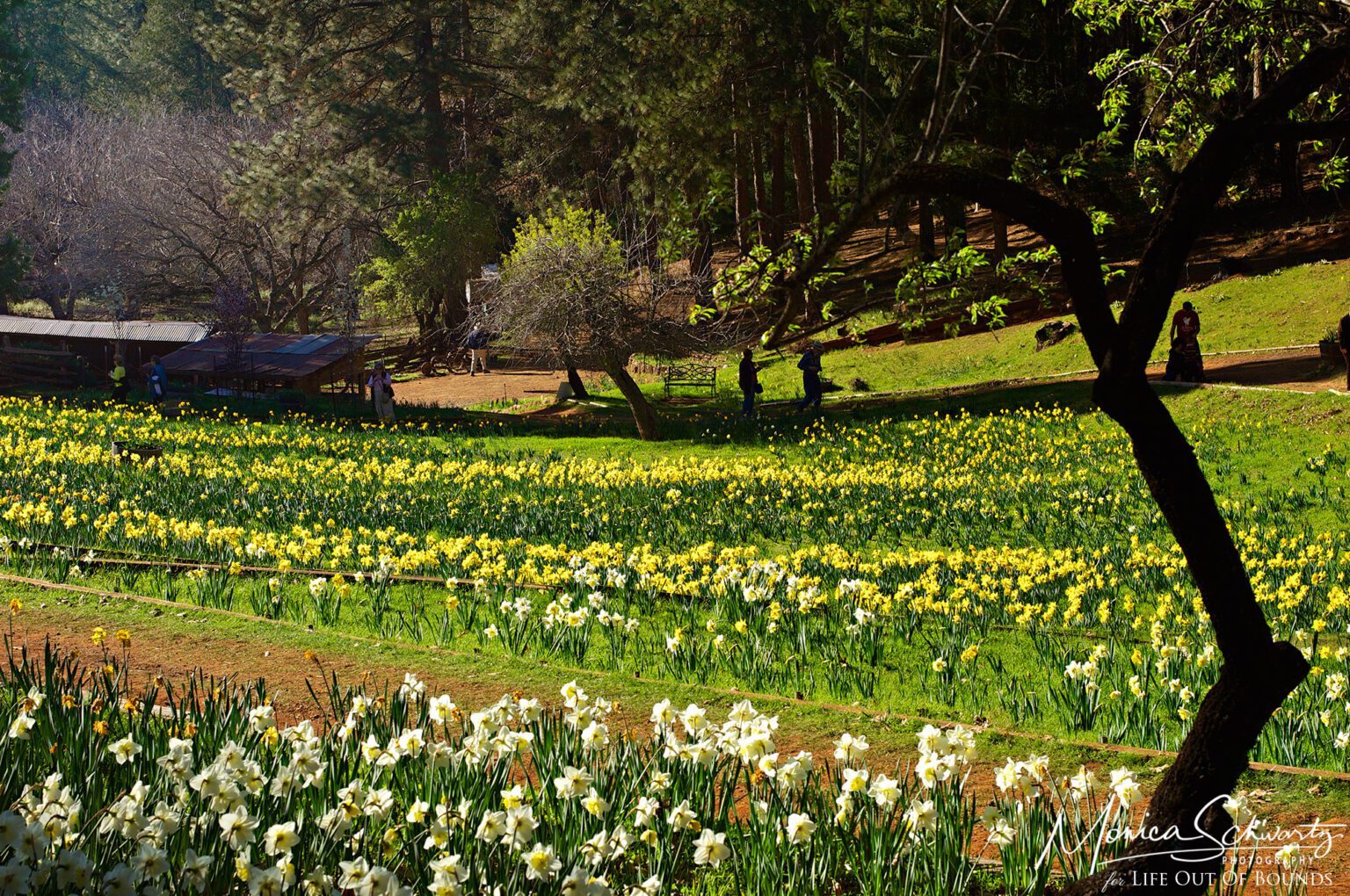 Prelude to Spring at McLaughlin’s Daffodil Hill Volcano, California