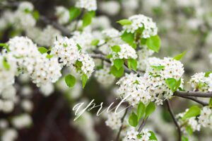 White-blossom-in-April-masthead-image