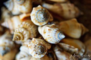 The-harmonious-shapes-and-colors-of-seashells