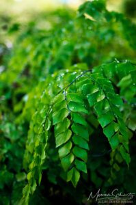 Tropical-ferns-after-the-rain-in-at-Foster-Botanical-Garden-Honolulu-Oahu-Hawaii