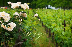 May-roses-in-the-old-vineyard-at-Mondavi-Napa-Valley-California