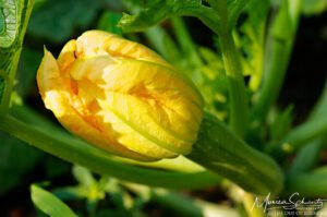 Baby-zucchini-and-blossom-in-the-vegetable-garden