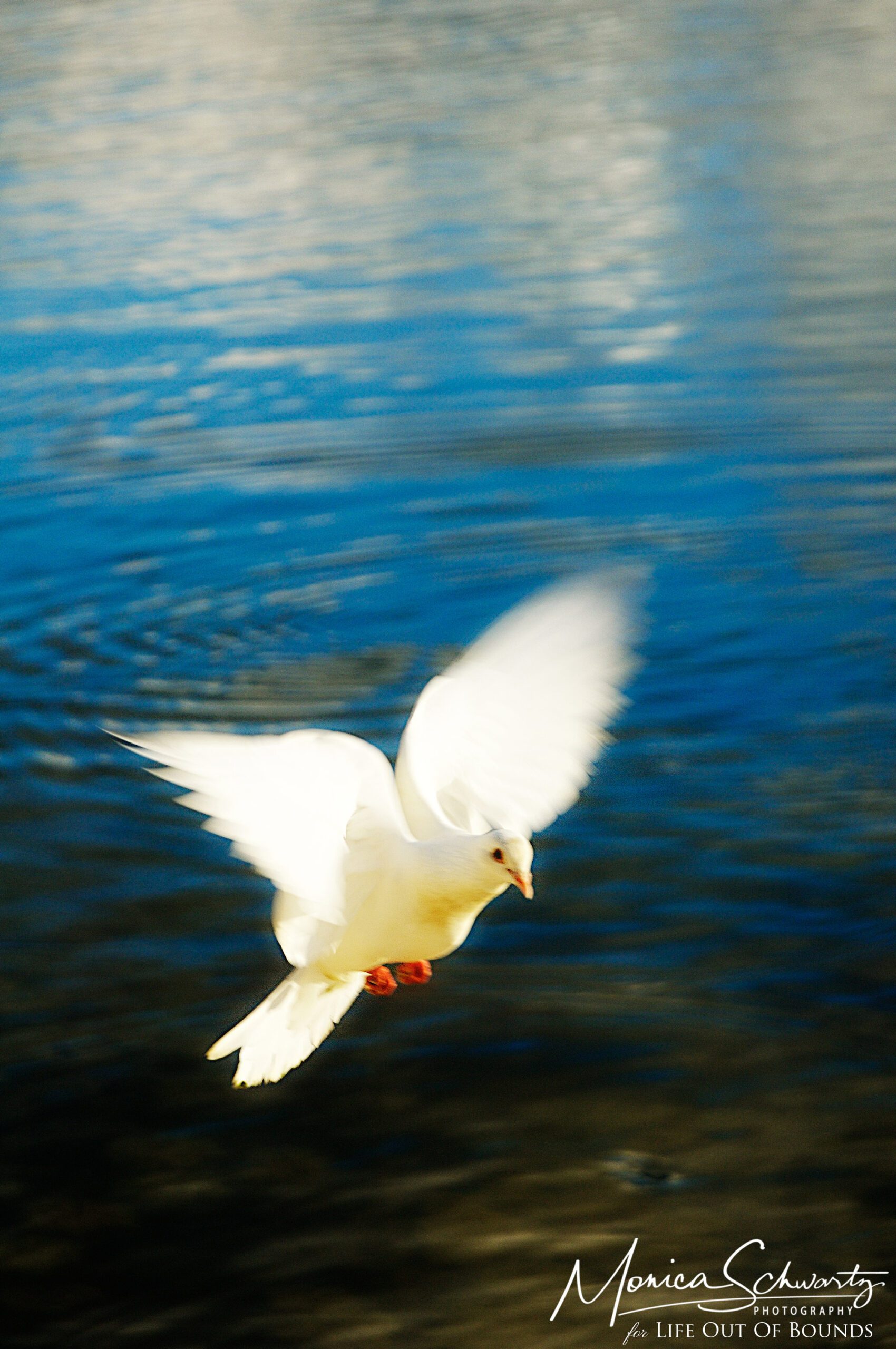 White-dove-flying-free-over-blue-water