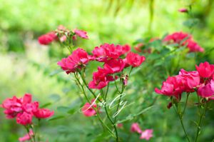 Summer-roses-in-an-Italian-garden-July-23-masthead