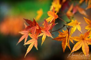 Color-therapy-fall-colors-of-nature-in-maple-tree