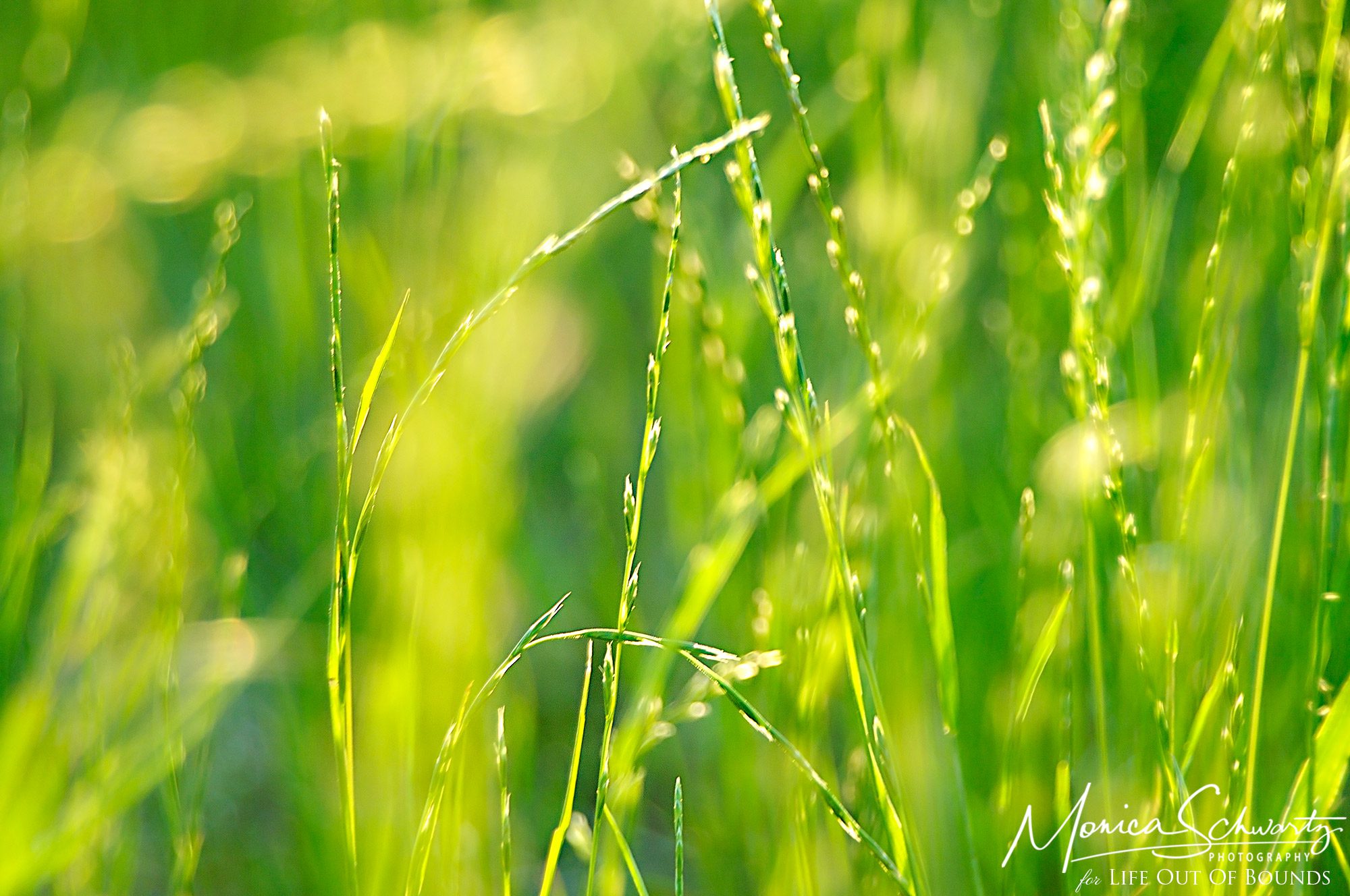 Color-therapy-green-grasses-in-the-sunset-to-represent-the-heart-chakra