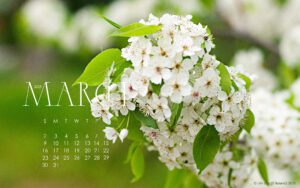 Spring blossoms for the March 2025 free calendar wallpaper for laptop and desktop
