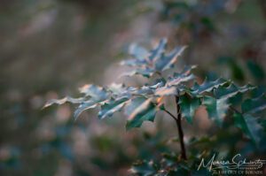 Holly bush in an Italian garden in winter