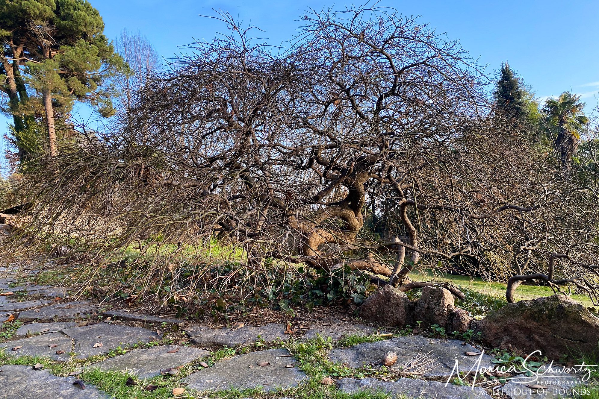 Old Japanese Maple in the winter garden in Italy