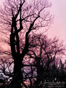 Surreal pink sunset sky through the trees on a cloudy winter day, Italy