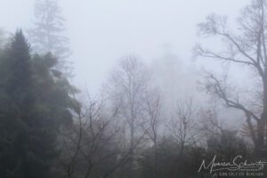 Oaks in the fog in an Italian garden in winter
