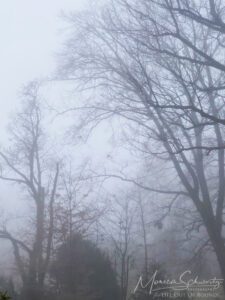 Oaks in the fog in an Italian garden in winter