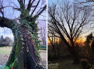 Centennial oak tree in an Italian garden in winter