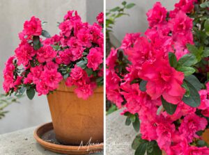 Blooming potted Pink Azalea in California