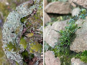 Microcosms of moss, lichens and ferns in an Italian garden in late winter