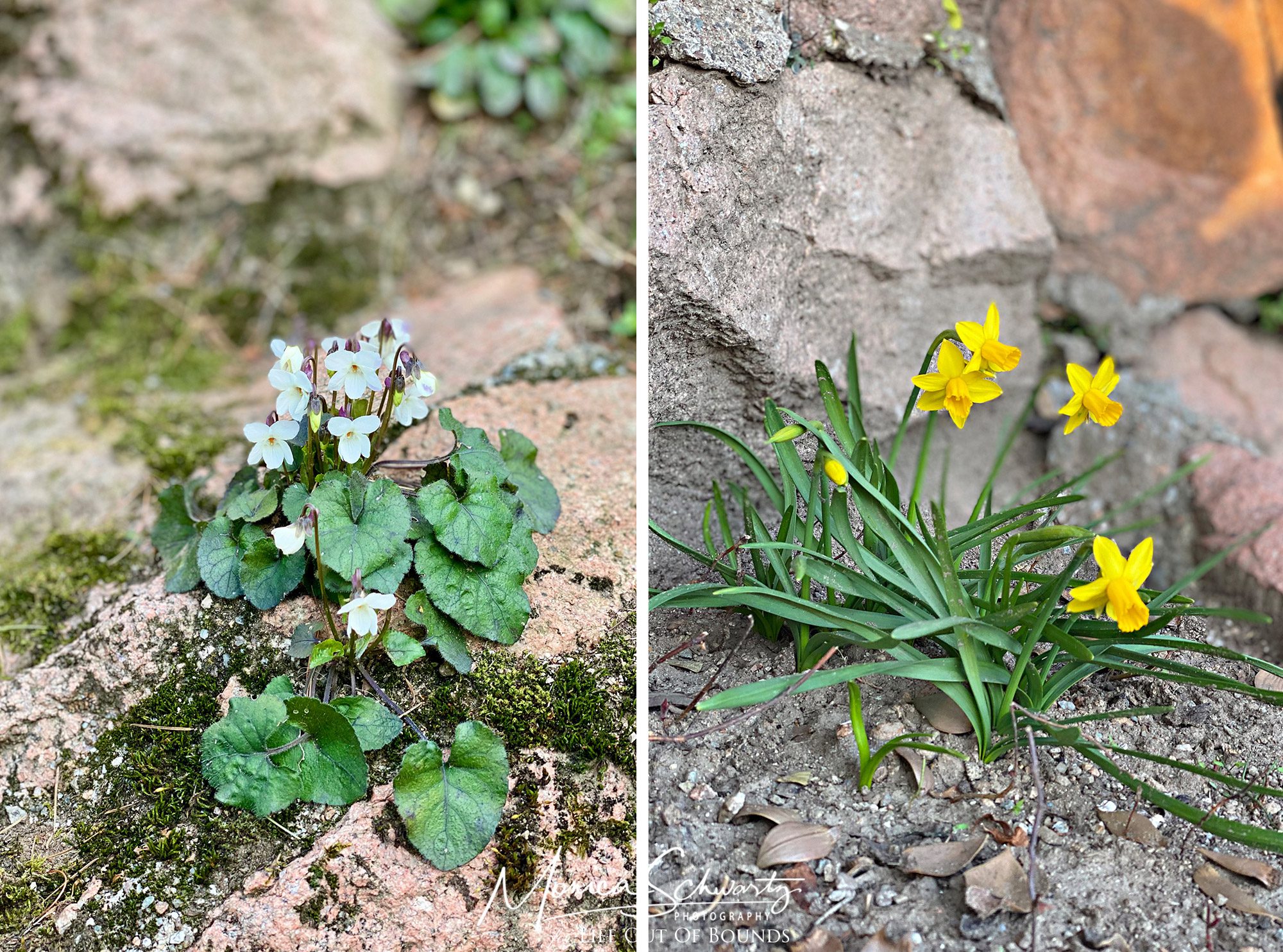 Violets and daffodils in an Italian winter garden