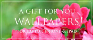 Free Wallpapers Home Page New Widget