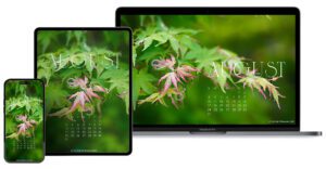 August 2025 free calendar wallpaper for laptop/desktop, iPad/tablet, and iPhone/smartphone featuring a young maple tree in the summer garden