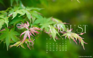 August 2025 free calendar wallpaper for laptop and desktop featuring a young maple tree in the summer garden