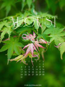 August 2025 free calendar wallpaper for iPad/tablet featuring a young maple tree in the summer garden