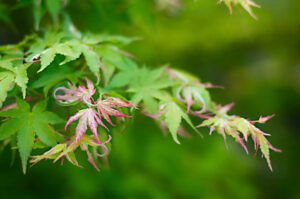 Young and vibrant maple tree in the summer garden in California