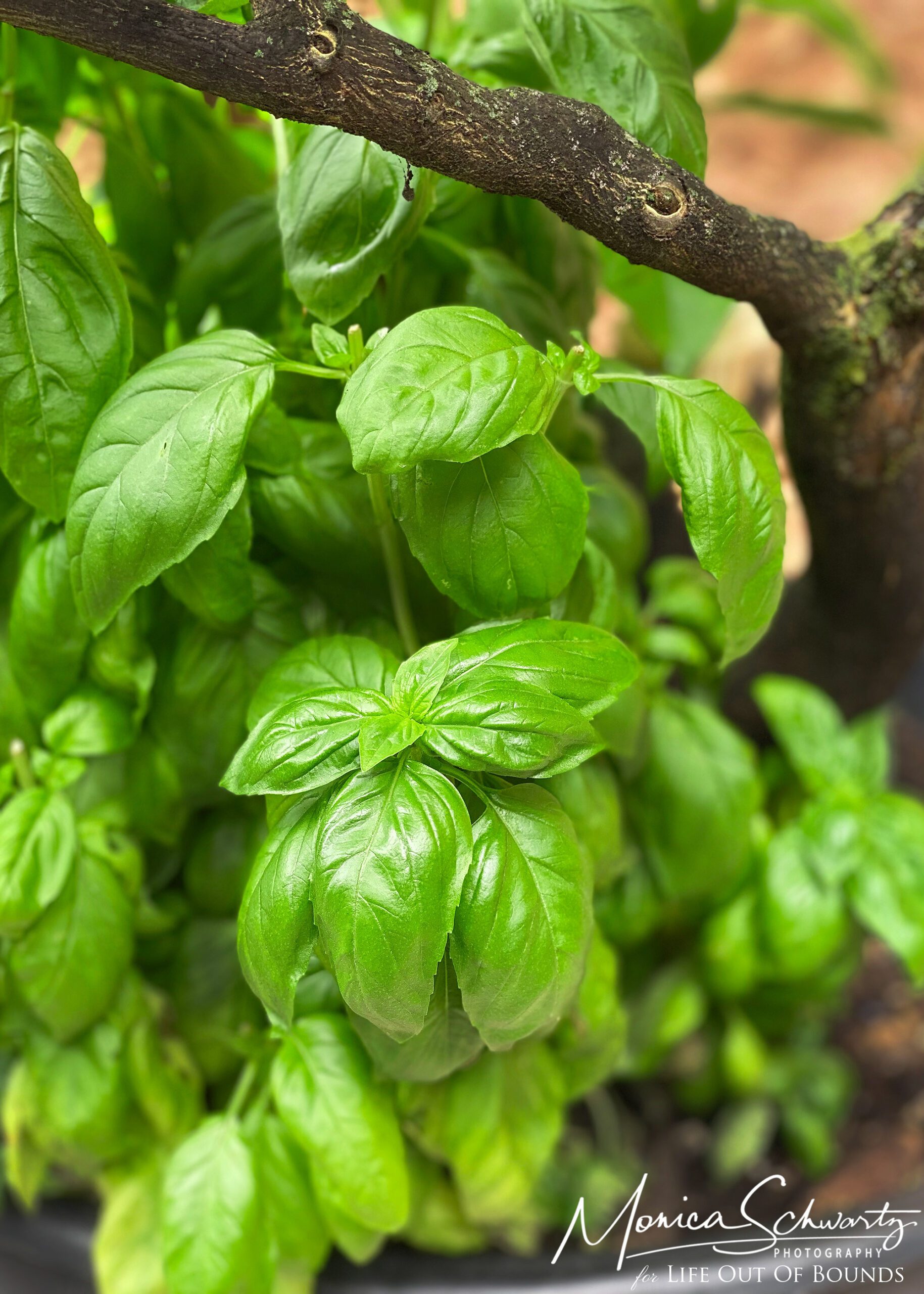 Potted basil plant