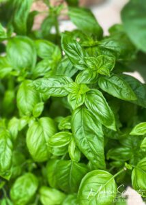 Potted basil plant