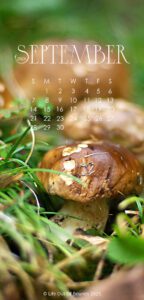 September 2025 free calendar wallpaper for iPhone and smartphone featuring Porcini mushrooms in grasses