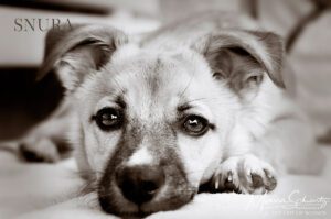 Snura, mixed-breed dog