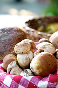 Freshly picked Porcini mushrooms