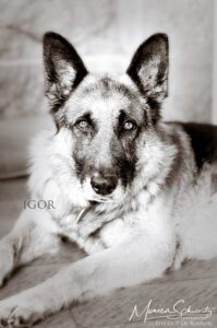 Igor, German Shepherd dog