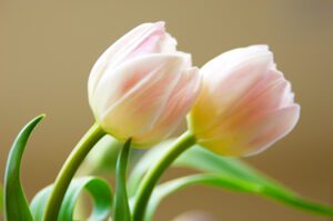 Pale pink tulips with blurred background