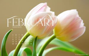 February 2026 free calendar wallpaper for laptop & desktop featuring pale pink tulips