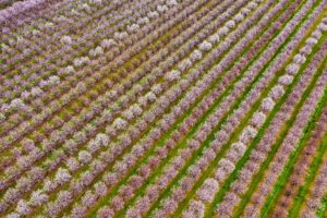 Almond tree farm in bloom outside Sacramento, California