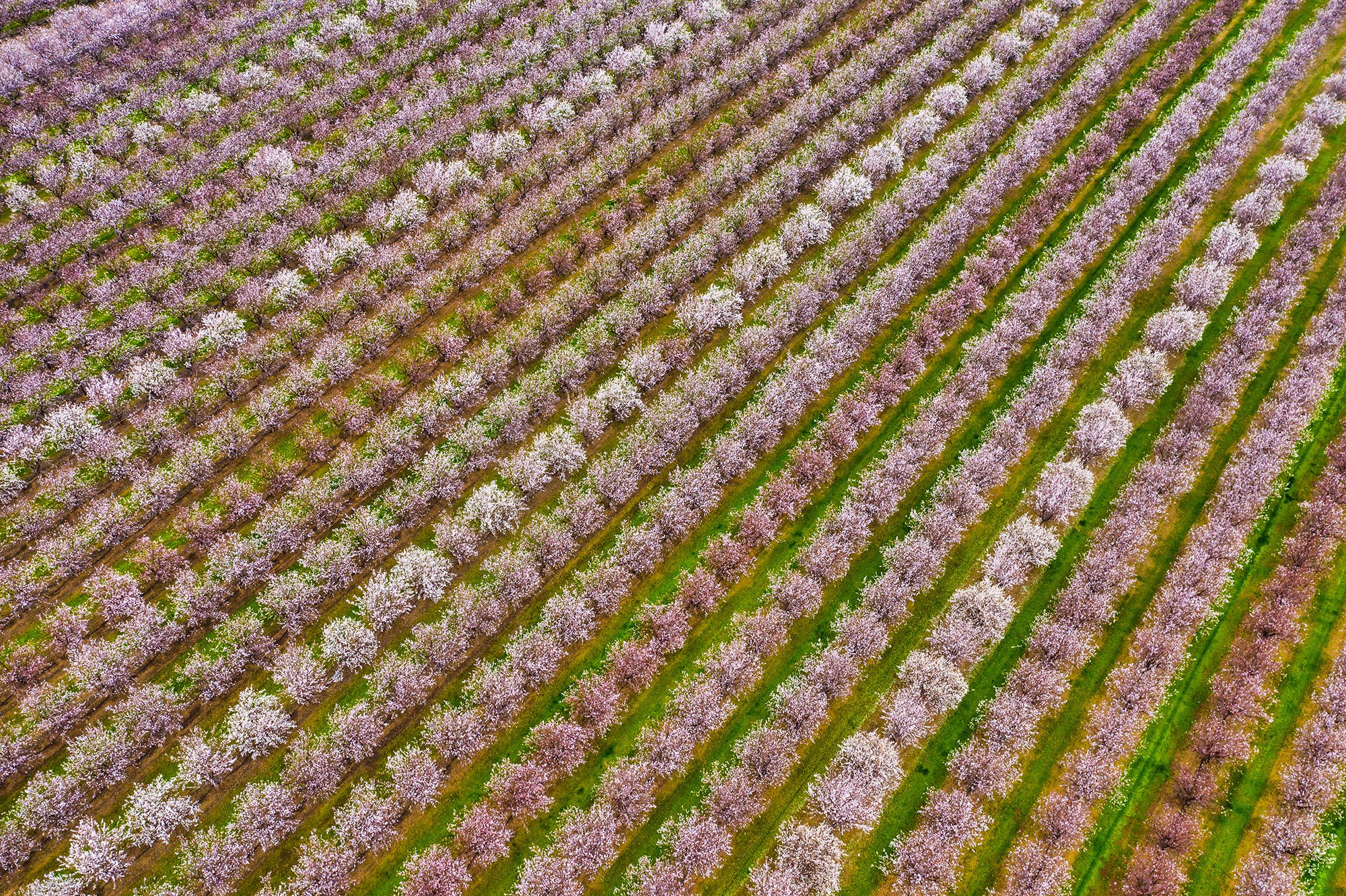 Almond tree farm in bloom outside Sacramento, California