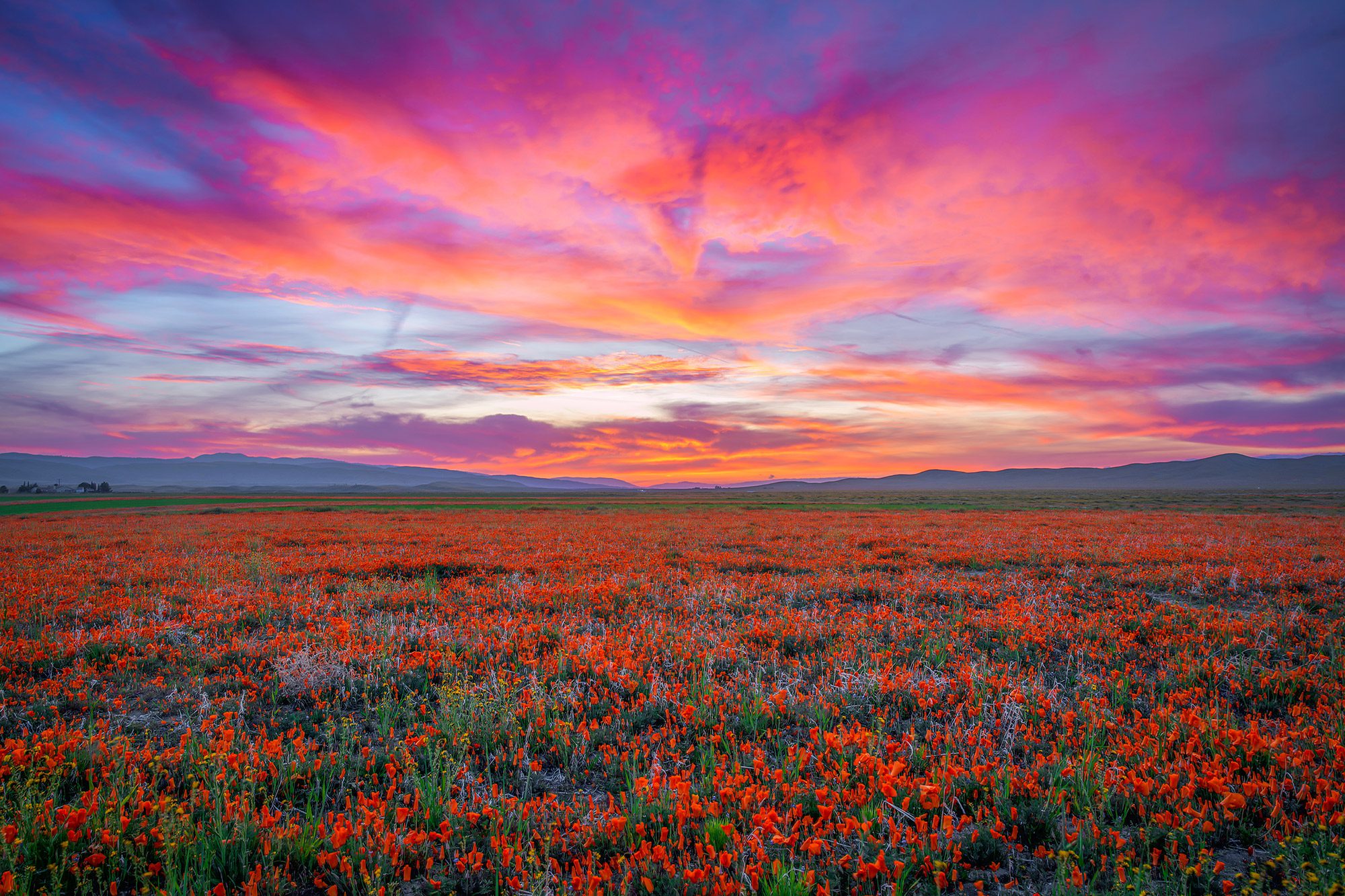 Wildflower superbloom at sunset in Antelope Valley, California