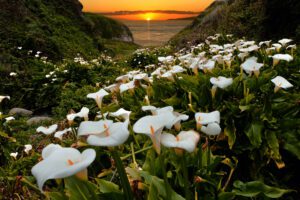 Wild Calla Lilies in bloom in Big Sur, California
