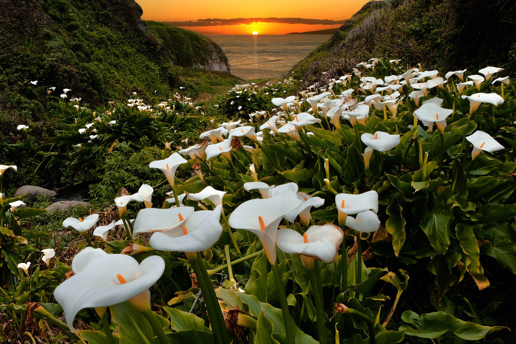 Wild Calla Lilies in bloom in Big Sur, California
